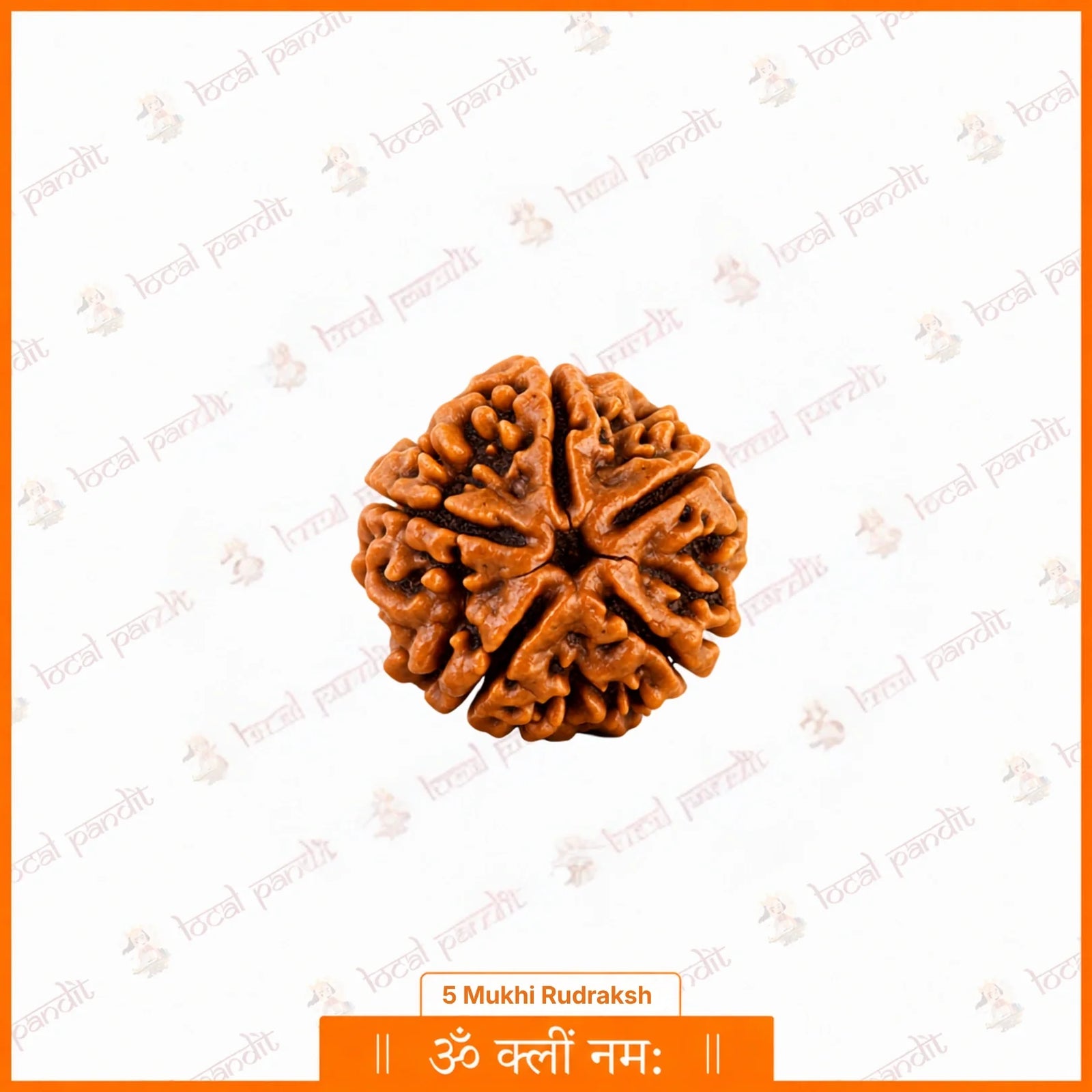 Five natural faces of a 5 Mukhi Rudraksha