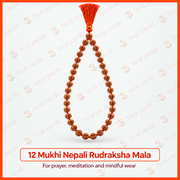 12 Mukhi Nepali Rudraksha Mala