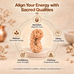 27 Mukhi Rudraksha (Indonesian)