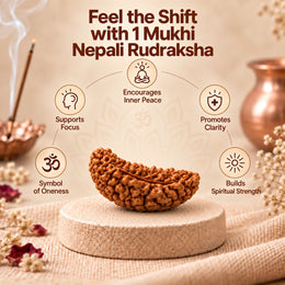 1 Mukhi Rudraksha (Nepali)