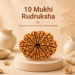 10 Mukhi Rudraksha (Nepali)