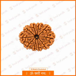 10 Mukhi Rudraksha (Nepali)