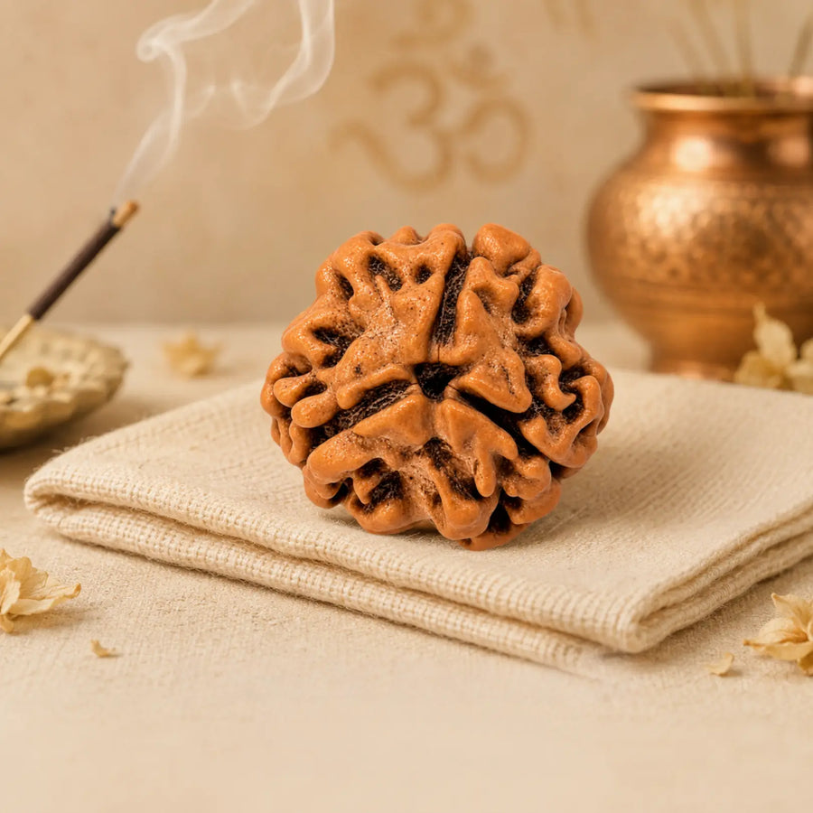 3 Mukhi Rudraksha (Nepali)