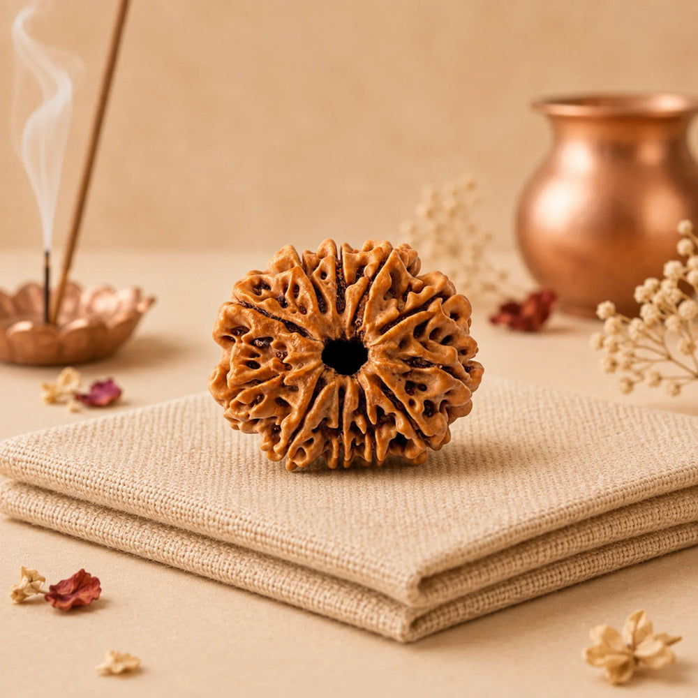 11 Mukhi Rudraksha