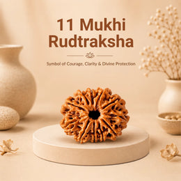 11 Mukhi Rudraksha (Nepali)