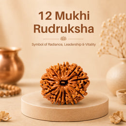 12 Mukhi Rudraksha (Nepali)