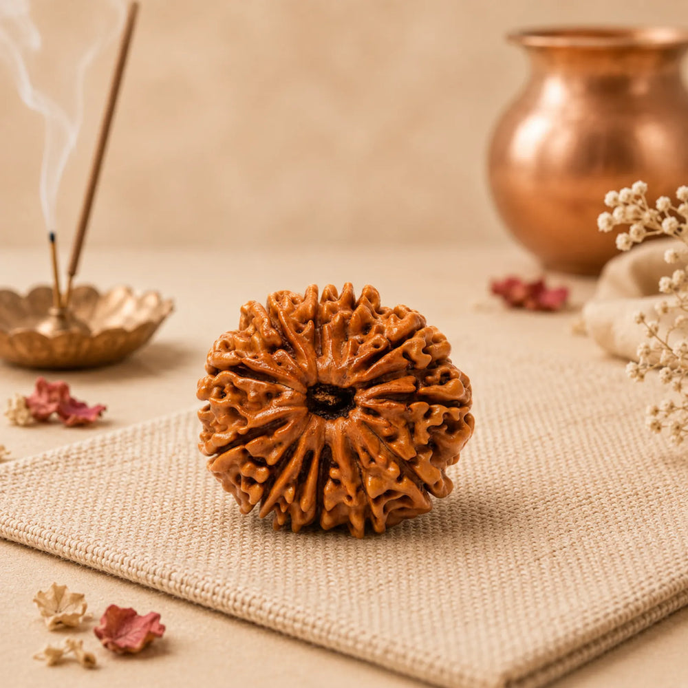 12 Mukhi Rudraksha
