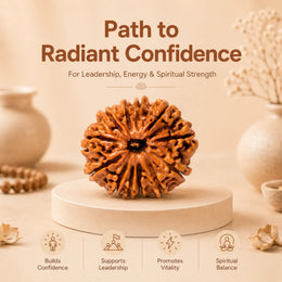12 Mukhi Rudraksha (Nepali)
