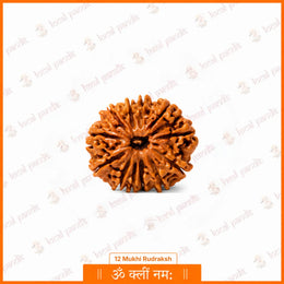 12 Mukhi Rudraksha (Nepali)