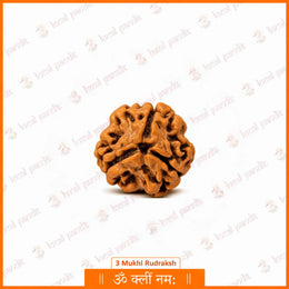 3 Mukhi Rudraksha (Nepali)