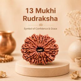 13 Mukhi Rudraksha (Nepali)