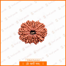 13 Mukhi Rudraksha (Nepali)