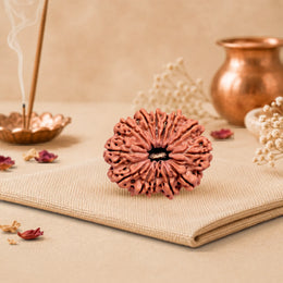 13 Mukhi Rudraksha (Nepali)