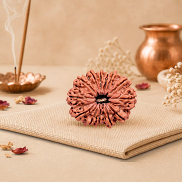 13 Mukhi Rudraksha