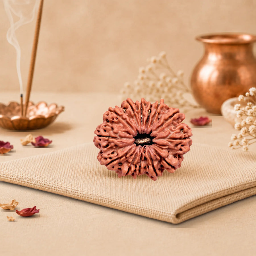 13 Mukhi Rudraksha (Nepali)