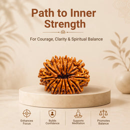 14 Mukhi Rudraksha (Nepali)