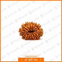 14 Mukhi Rudraksha (Nepali)