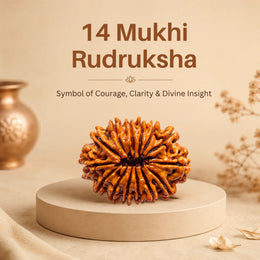 14 Mukhi Rudraksha (Nepali)