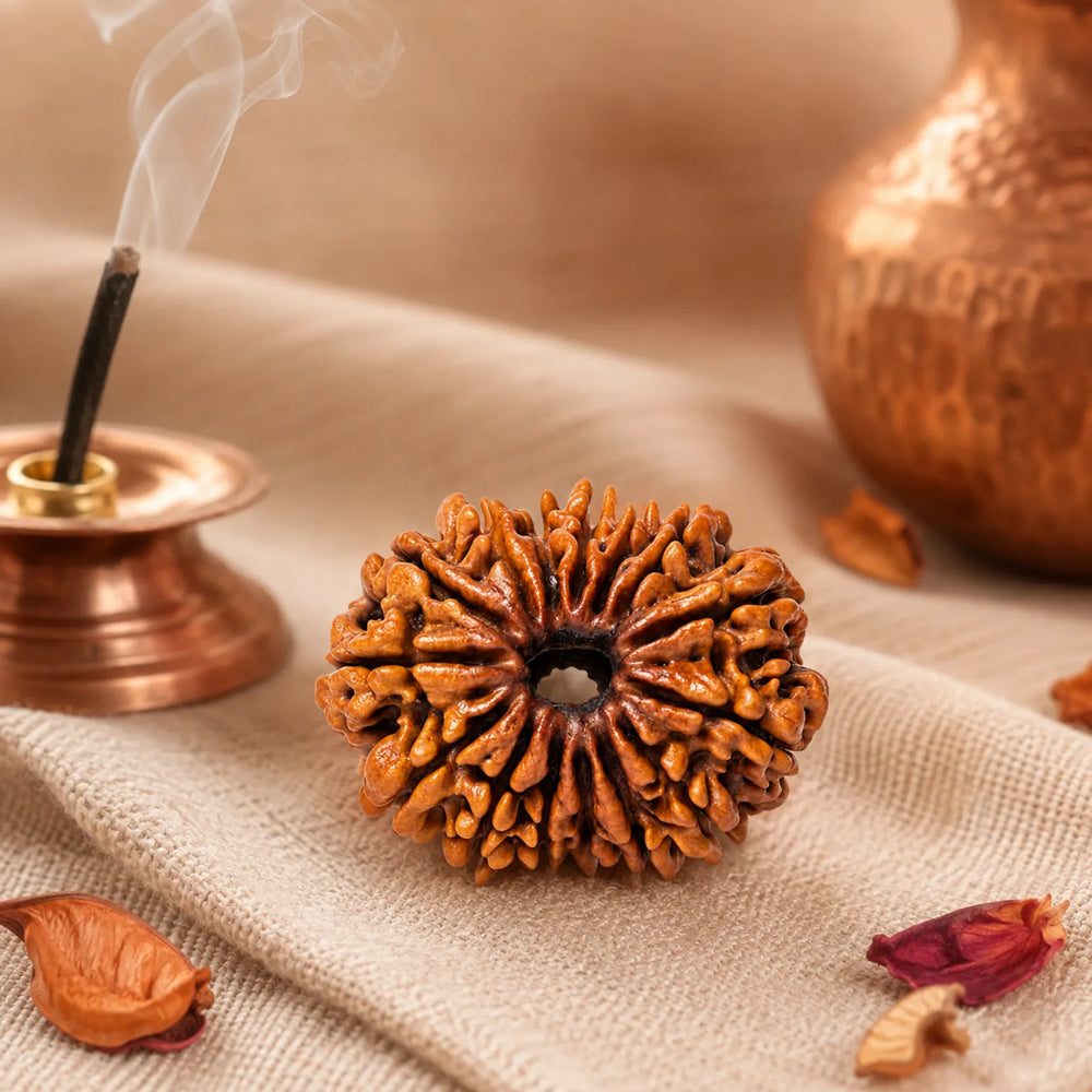 15 Mukhi Rudraksha