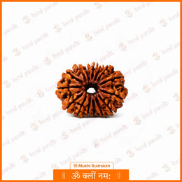 15 Mukhi Rudraksha (Nepali)