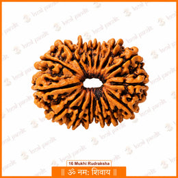 16 Mukhi Rudraksha (Nepali)