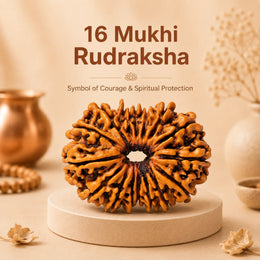 16 Mukhi Rudraksha (Nepali)