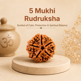5 Mukhi Rudraksha (Nepali)