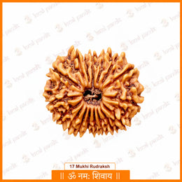 17 Mukhi Rudraksha Savar (Nepali)