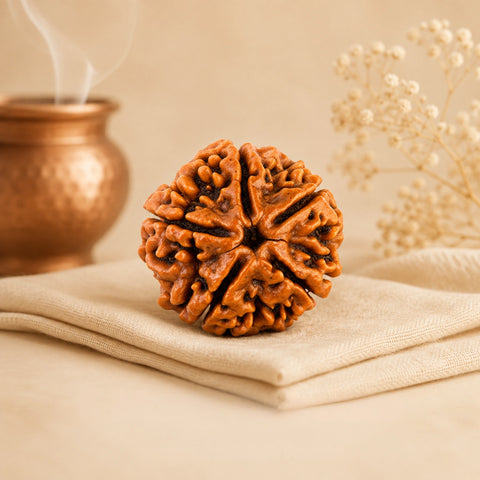 5 Mukhi Rudraksha (Nepali)