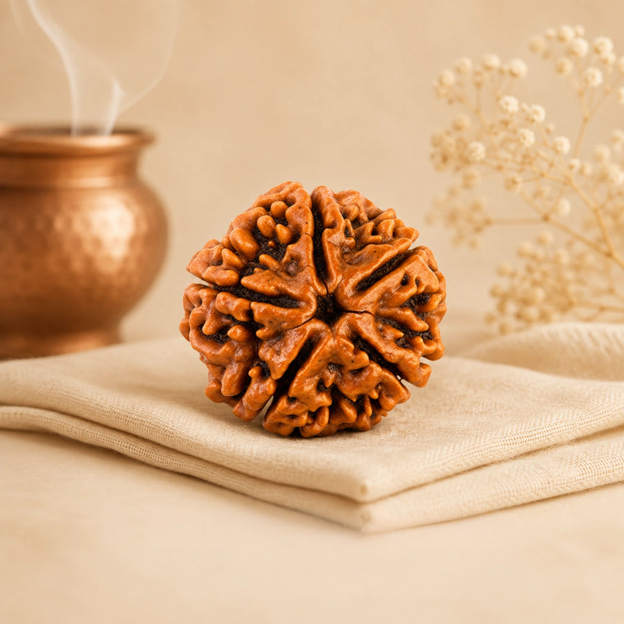 5 Mukhi Rudraksha (Nepali)