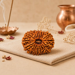 18 Mukhi Rudraksha (Nepali)