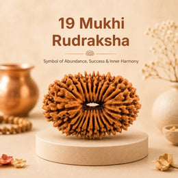 19 Mukhi Rudraksha Savar (Nepali)