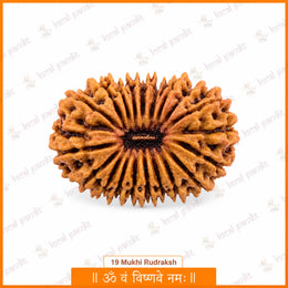 19 Mukhi Rudraksha Savar (Nepali)