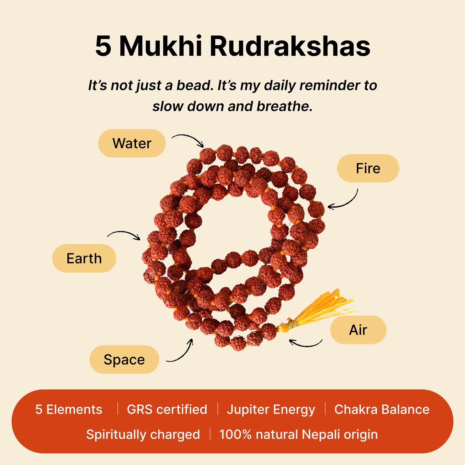 Five natural faces of a 5 Mukhi Rudraksha