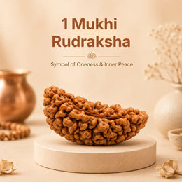 1 Mukhi Rudraksha (Nepali)