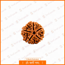 5 Mukhi Rudraksha (Nepali)