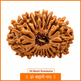 20 Mukhi Rudraksha (Nepali)
