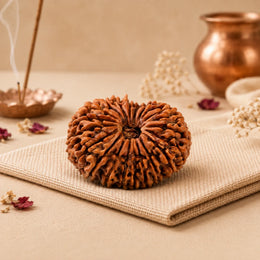 21 Mukhi Rudraksha (Nepali)