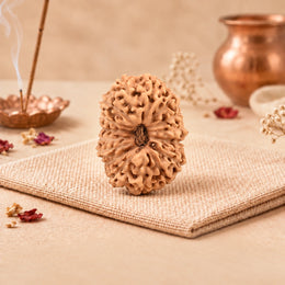 16 Mukhi Rudraksha (Indonesian)