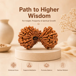22 Mukhi Rudraksha (Nepali)