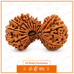 22 Mukhi Rudraksha (Nepali)