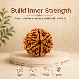6 Mukhi Rudraksha (Nepali)