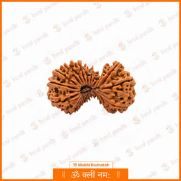 23 Mukhi Rudraksha (Nepali)