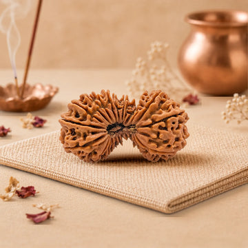 23 Mukhi Rudraksha