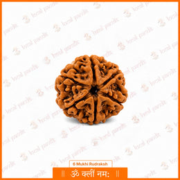 6 Mukhi Rudraksha (Nepali)