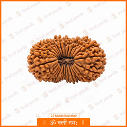 24 Mukhi Rudraksha (Nepali)