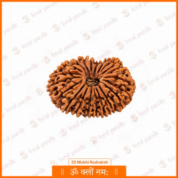 25 Mukhi Rudraksha (Nepali)