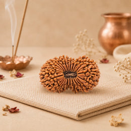 26 Mukhi Rudraksha (Nepali)
