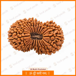 26 Mukhi Rudraksha (Nepali)