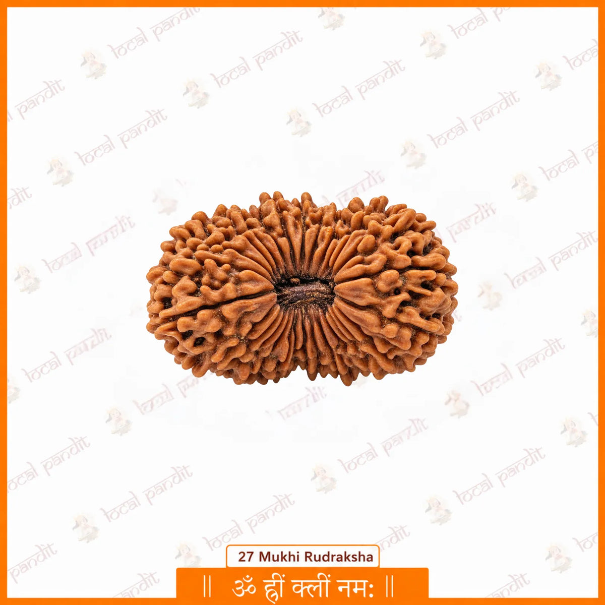 Five natural faces of a 5 Mukhi Rudraksha